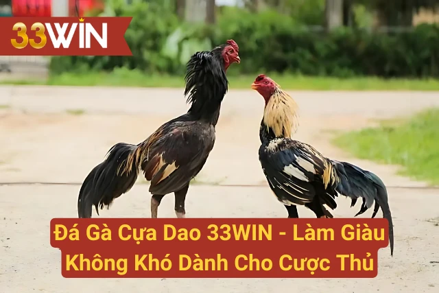 Đá Gà Cựa Dao