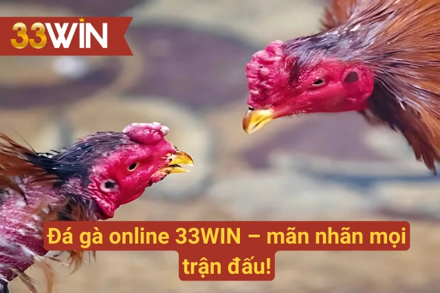 Khung cảnh rực lửa của một trận đá gà kịch tính đến nghẹt thở.