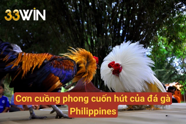 Cơn cuồng phong sức hút độc đáo của sảnh cược